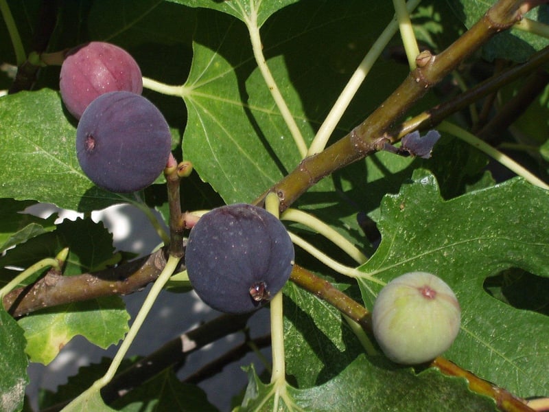 Fig and Prosciutto